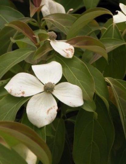 Cornus Rutcan 'constellation' Single Stem - View 10 from www redcrocus com