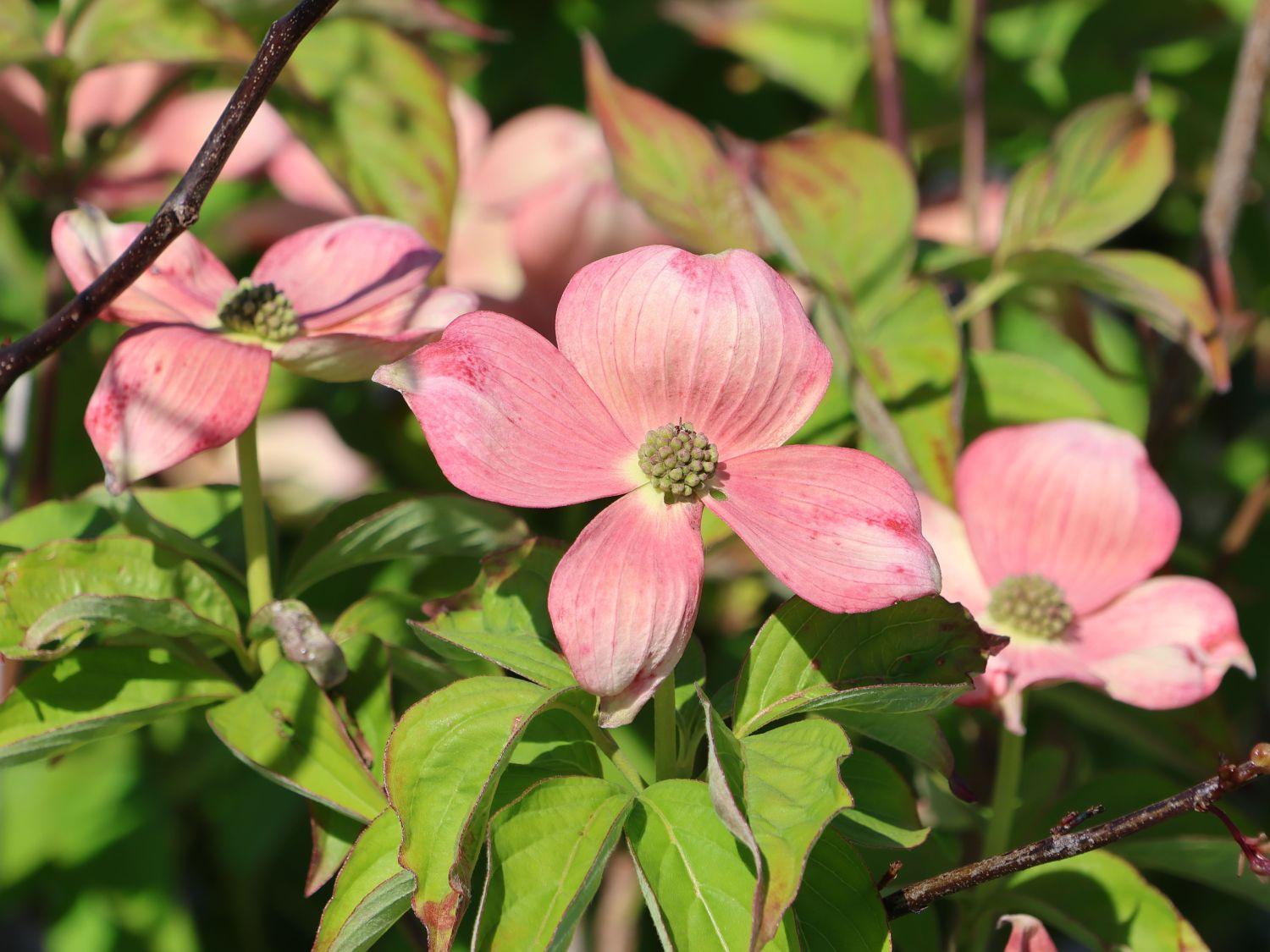 Cornus Rutgan Stellar Pink Single Stem - View 3 from www redcrocus com