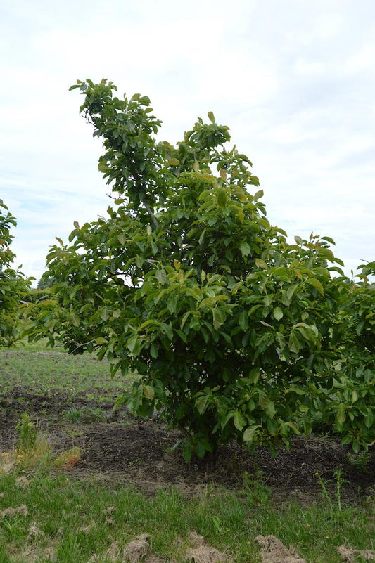 Magnolia Soulangeana Multi Stem - View 10 from www redcrocus com