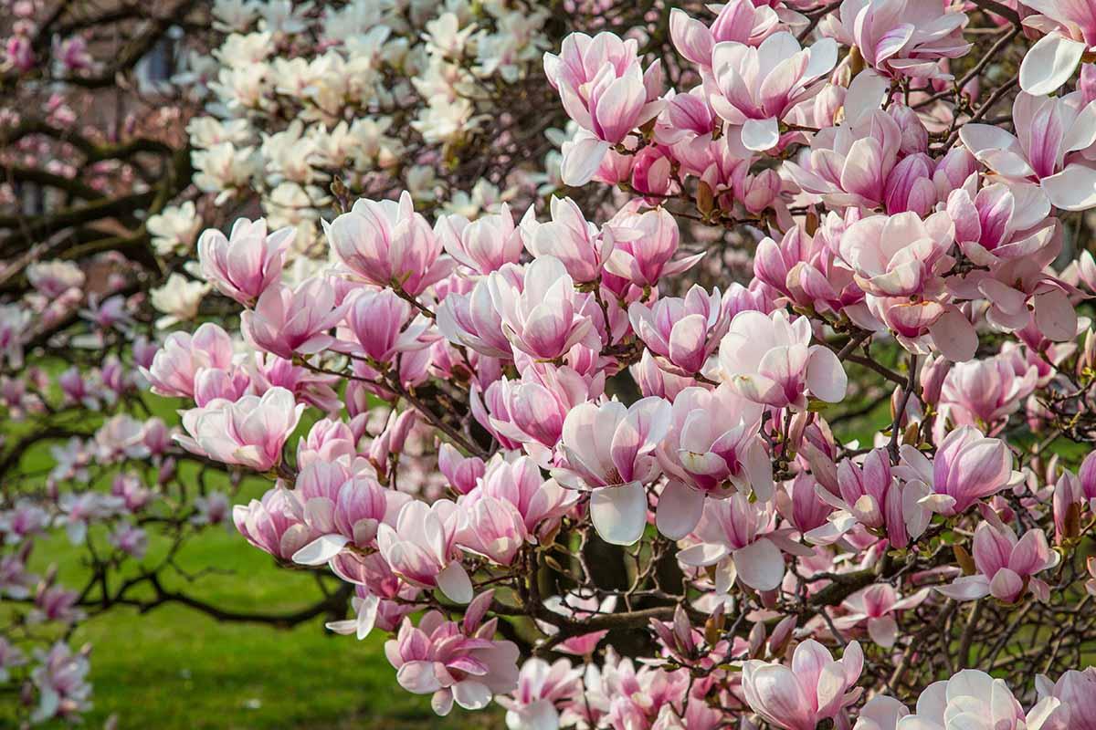 Magnolia Liliflora 'ann' Multi Stem - View 13 from www redcrocus com