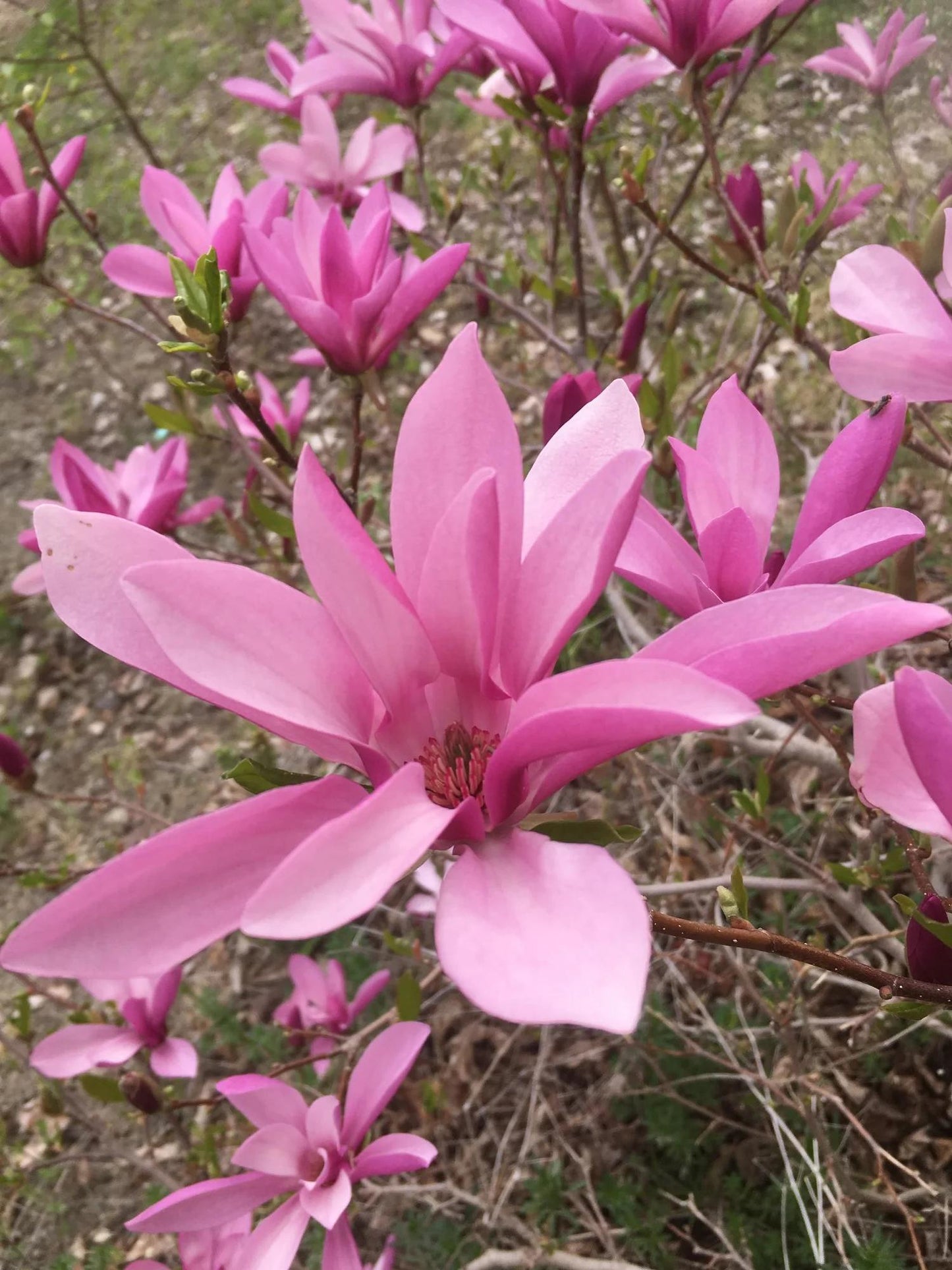 Magnolia Liliflora 'ann' Multi Stem - View 14 from www redcrocus com