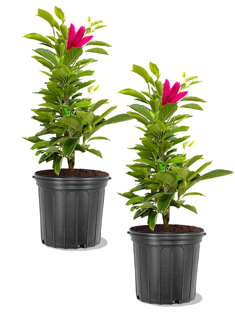 Magnolia Liliflora 'ann' Multi Stem - View 15 from www redcrocus com