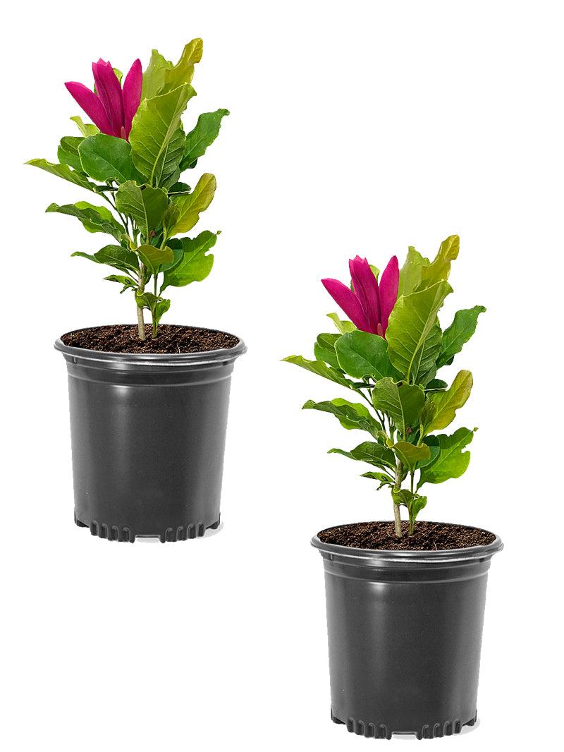 Magnolia Liliflora 'ann' Multi Stem - View 16 from www redcrocus com