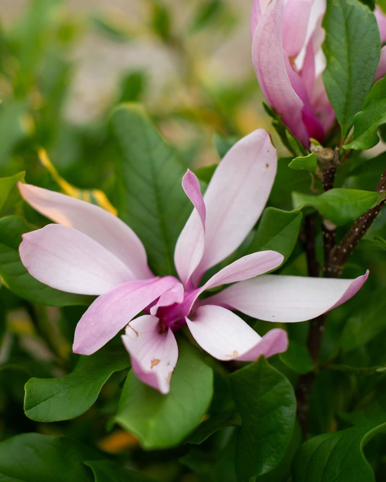Magnolia Liliflora 'ann' Multi Stem - View 17 from www redcrocus com