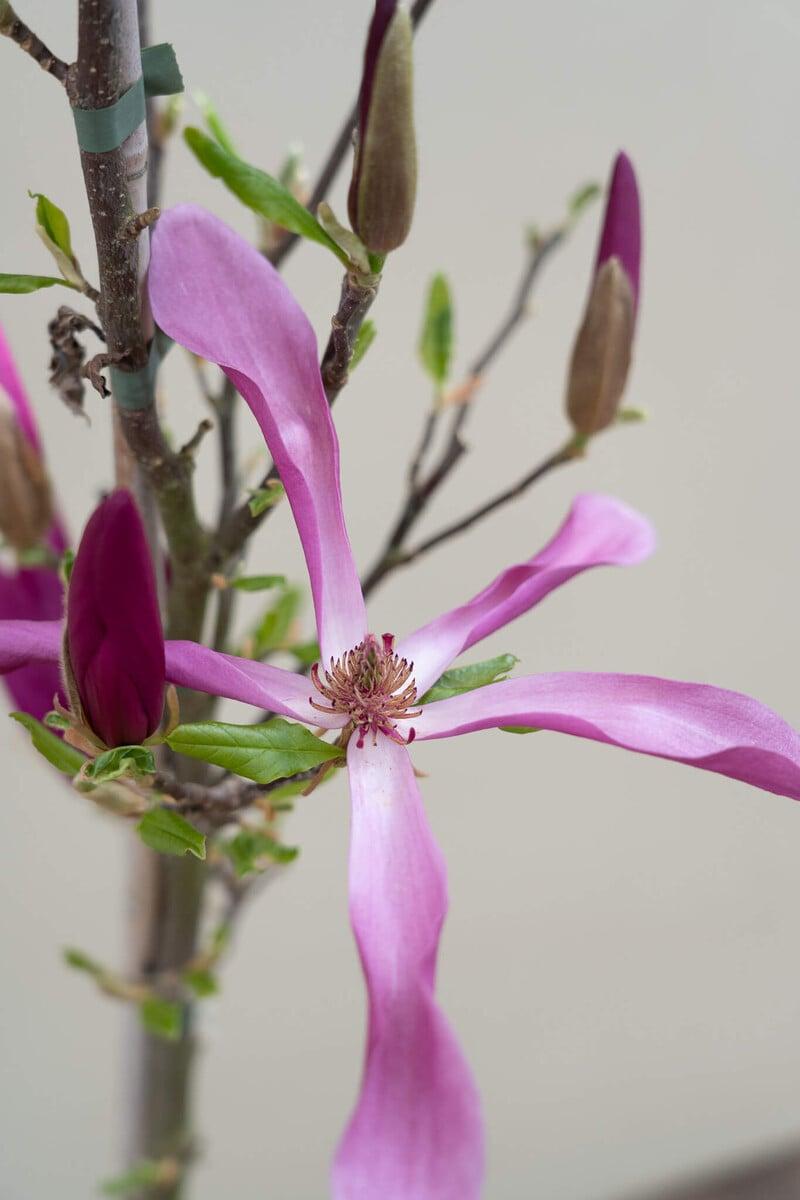 Magnolia Liliflora 'ann' Multi Stem - View 20 from www redcrocus com