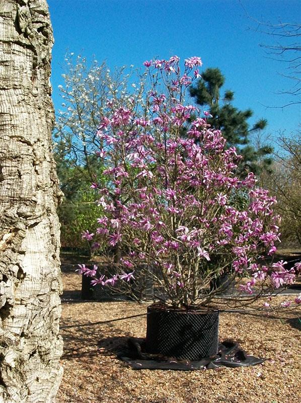 Magnolia Liliflora 'ann' Multi Stem - View 22 from www redcrocus com