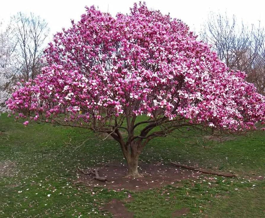 Magnolia Liliflora 'ann' Multi Stem - View 23 from www redcrocus com