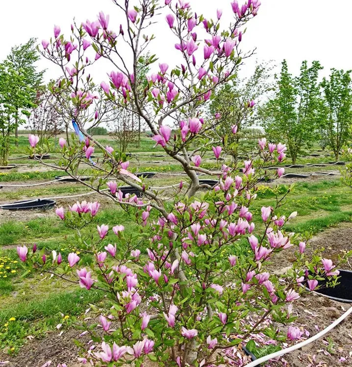 Magnolia Liliflora 'ann' Multi Stem - View 24 from www redcrocus com