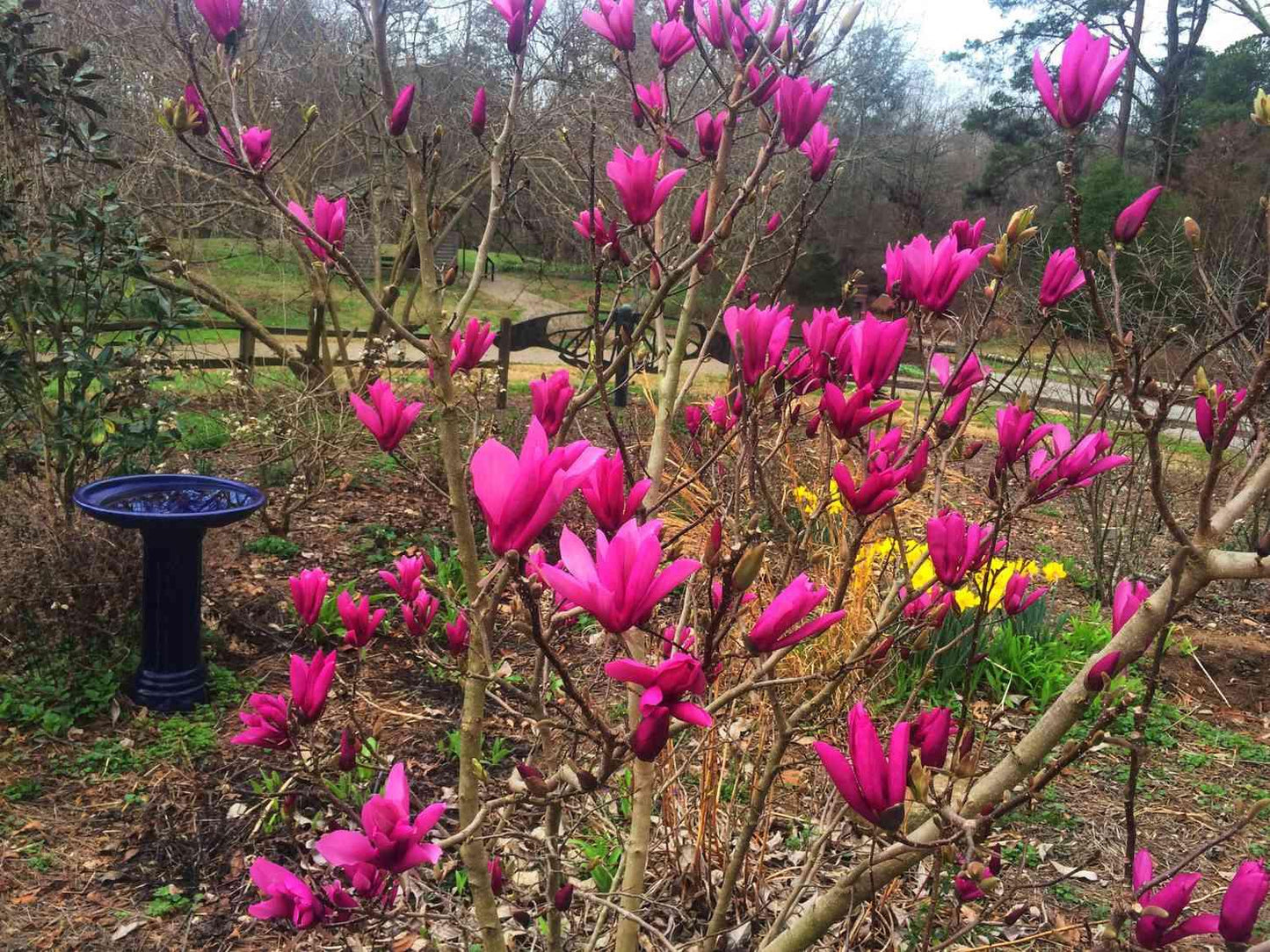 Magnolia Liliflora 'ann' Multi Stem - View 3 from www redcrocus com