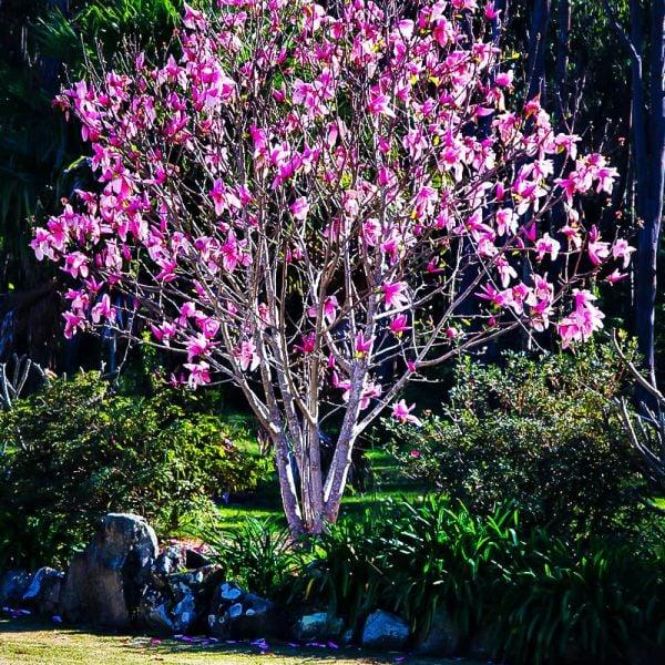 Magnolia Liliflora 'ann' Multi Stem - View 5 from www redcrocus com