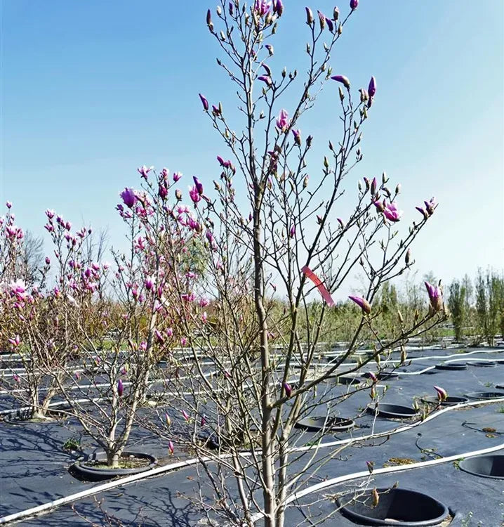 Magnolia Liliflora 'ann' Multi Stem - View 6 from www redcrocus com
