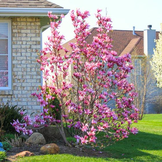 Magnolia Liliflora 'ann' Multi Stem - View 7 from www redcrocus com