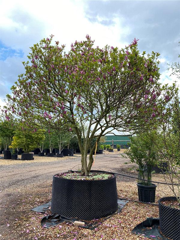 Magnolia Liliflora 'ann' Multi Stem - View 9 from www redcrocus com