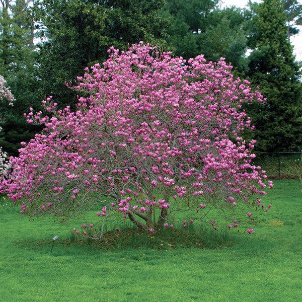 Magnolia Liliflora Jane Multi Stem - View 13 from www redcrocus com