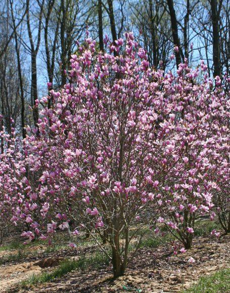 Magnolia Liliflora Jane Multi Stem - View 3 from www redcrocus com