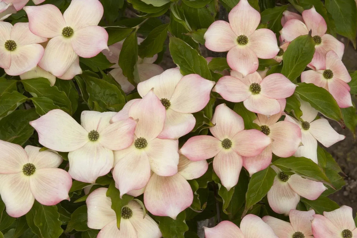 Cornus Rutgan Stellar Pink Single Stem - View 14 from www redcrocus com