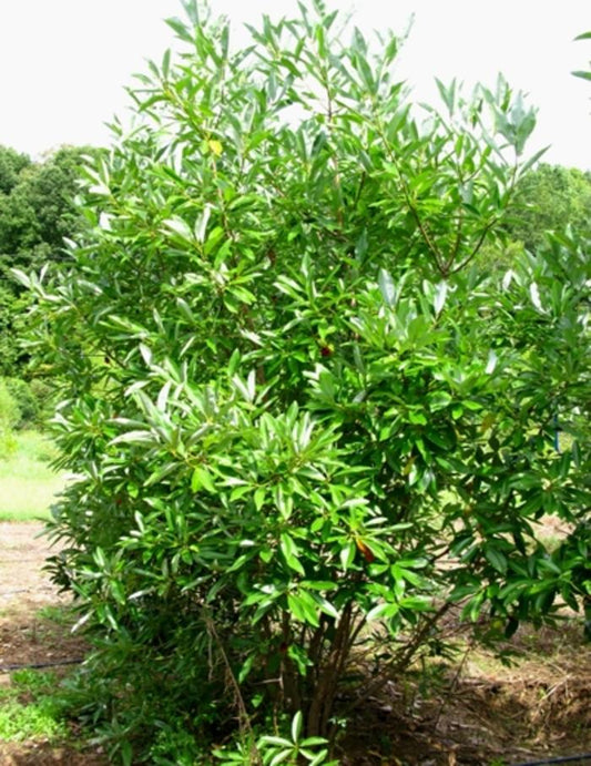 Magnolia Virginiana Multi Stem - View 10 from www redcrocus com