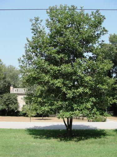 Magnolia Virginiana Multi Stem - View 1 from www redcrocus com