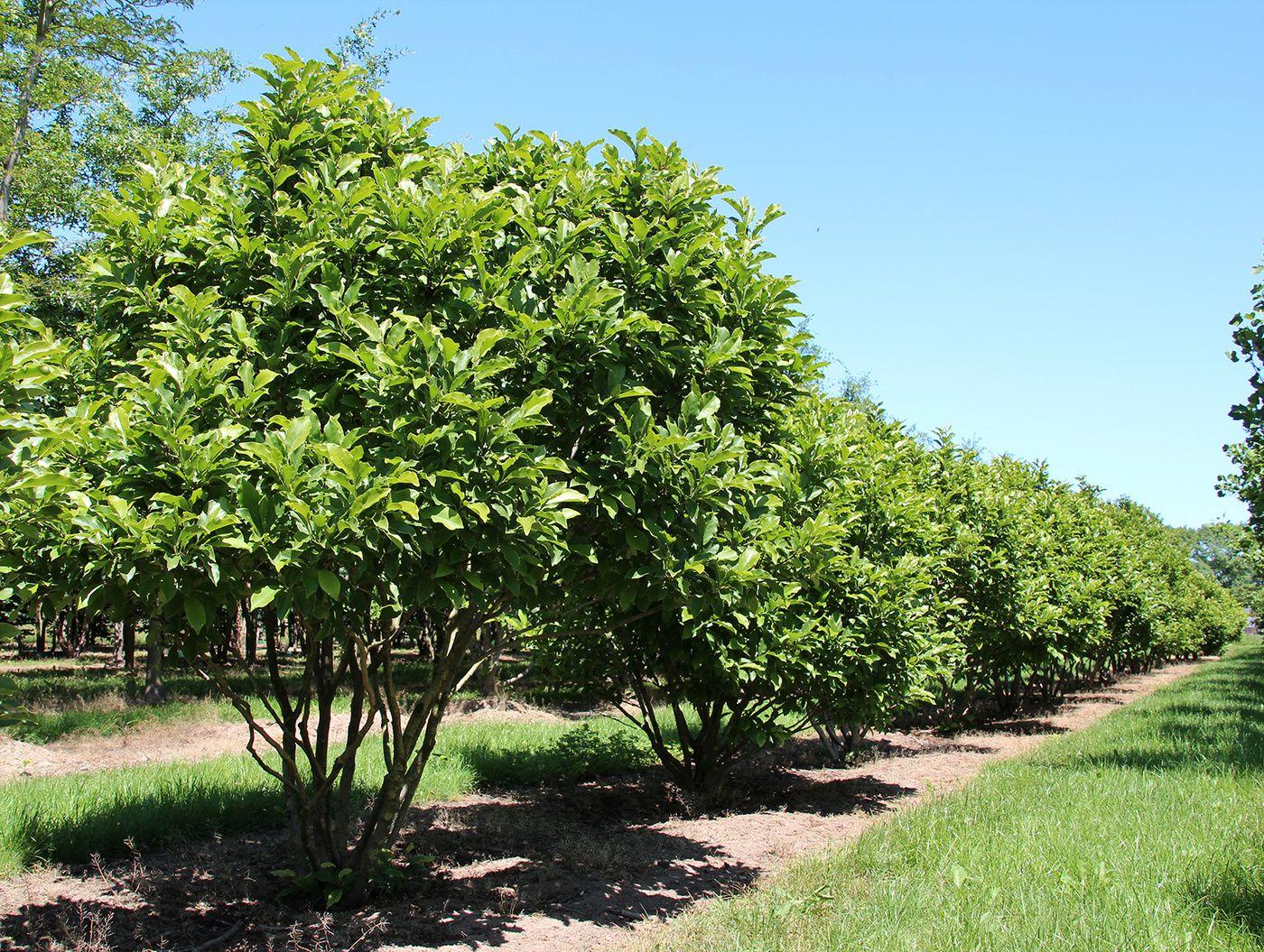 Magnolia Virginiana Multi Stem - View 8 from www redcrocus com