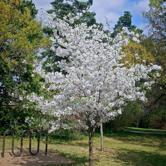 Prunus Yedoensis - View 10 from www redcrocus com