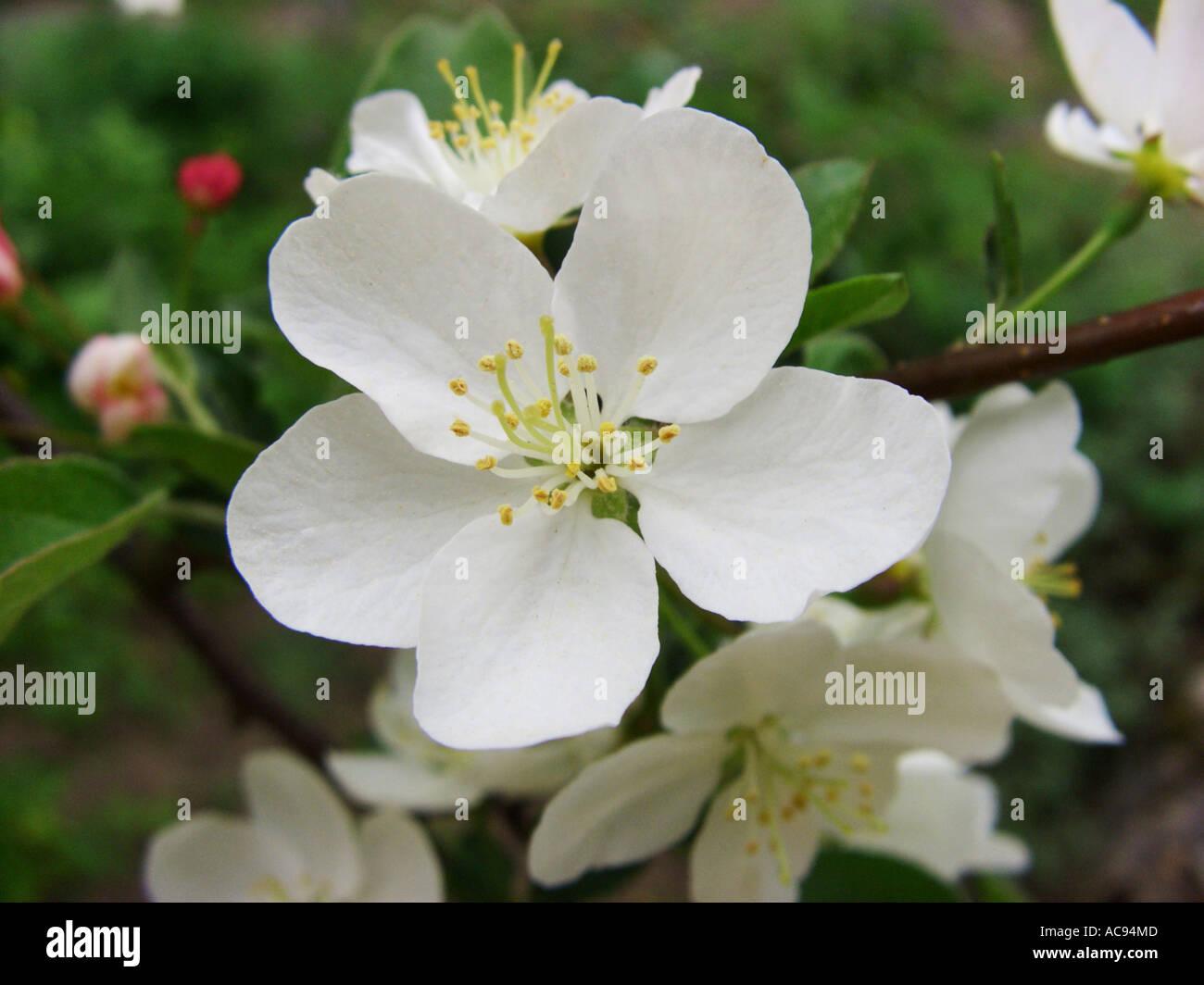 Malus Sargentii Tina - View 10 from www redcrocus com
