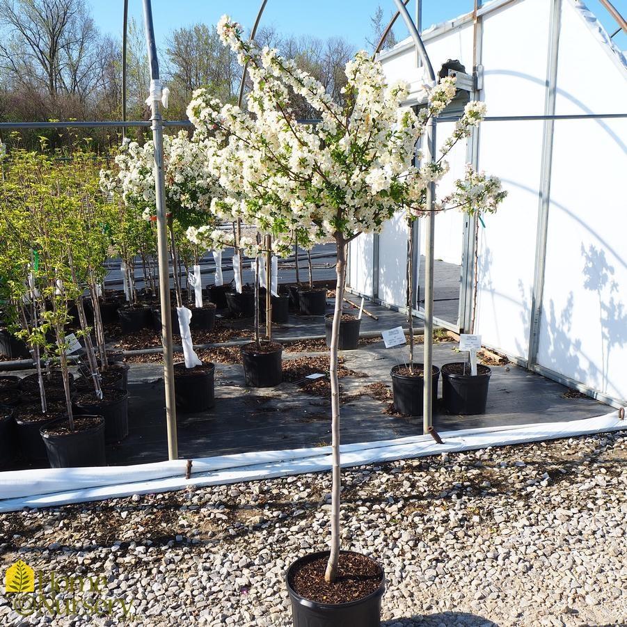 Malus Sargentii Tina - View 14 from www redcrocus com