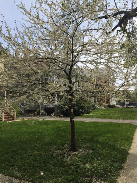 Cercis Canadensis 'alba' Single Stem - View 10 from www redcrocus com