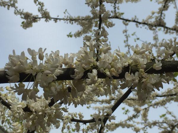 Cercis Canadensis 'alba' Single Stem - View 16 from www redcrocus com