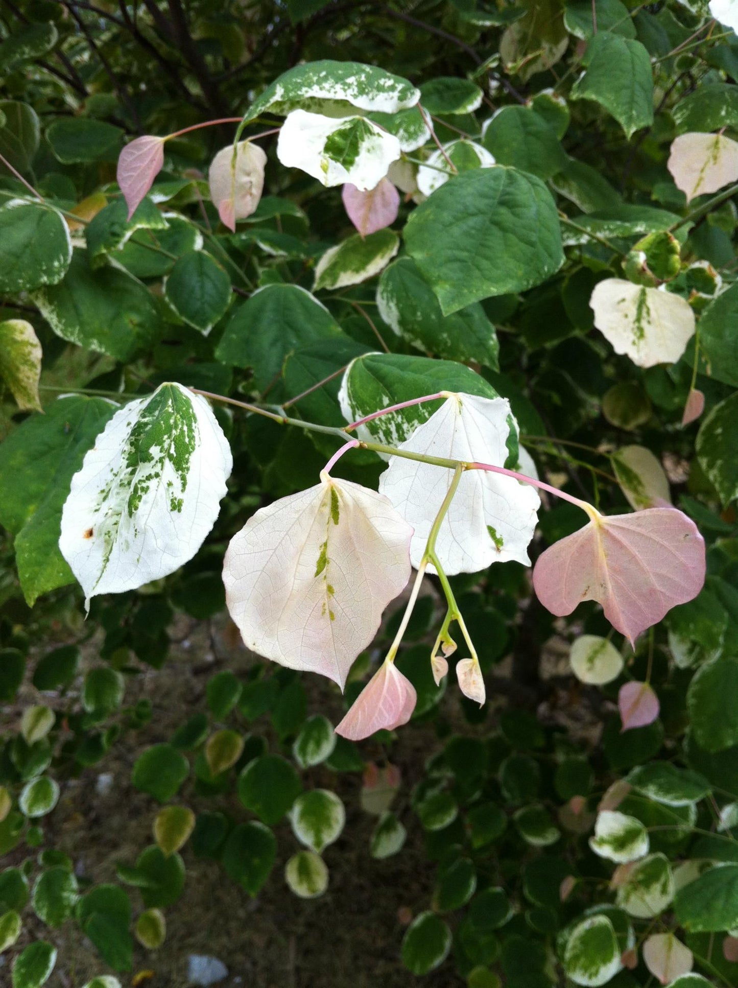 Cercis Canadensis 'alba' Single Stem - View 20 from www redcrocus com