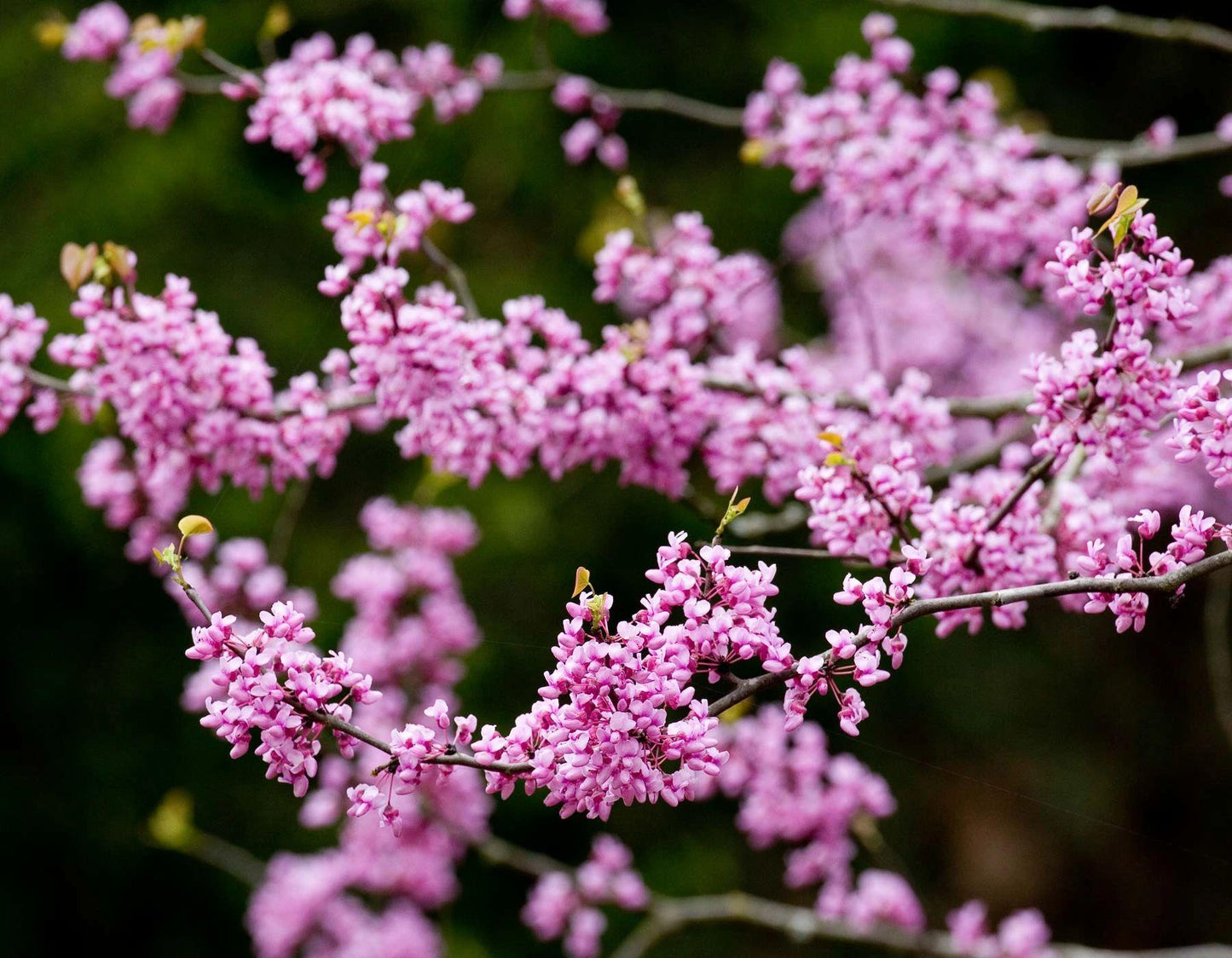 Cercis Canadensis 'alba' Single Stem - View 5 from www redcrocus com