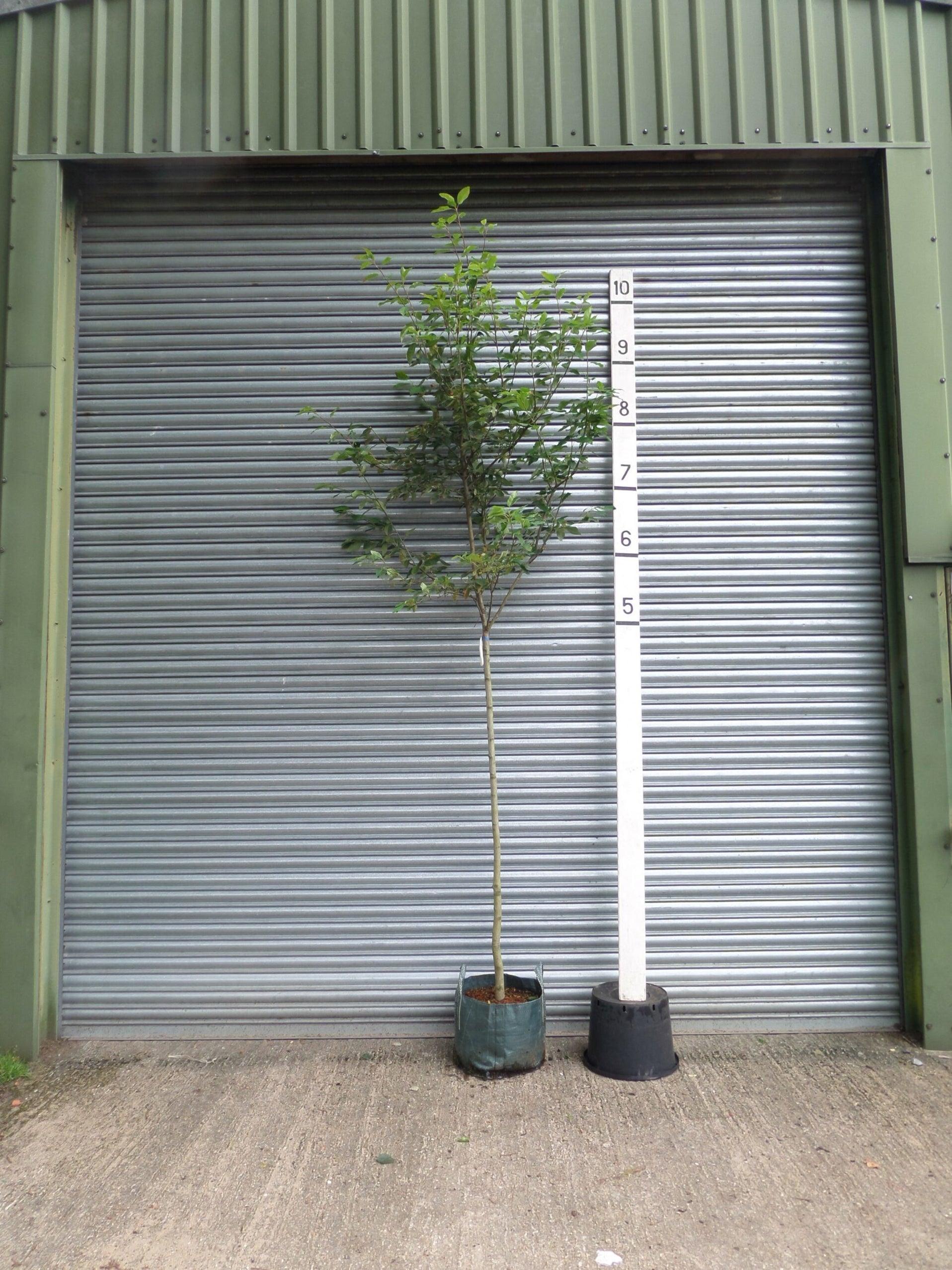 Amelanchier Grandiflora Robin Hill Single Stem - View 12 from www redcrocus com