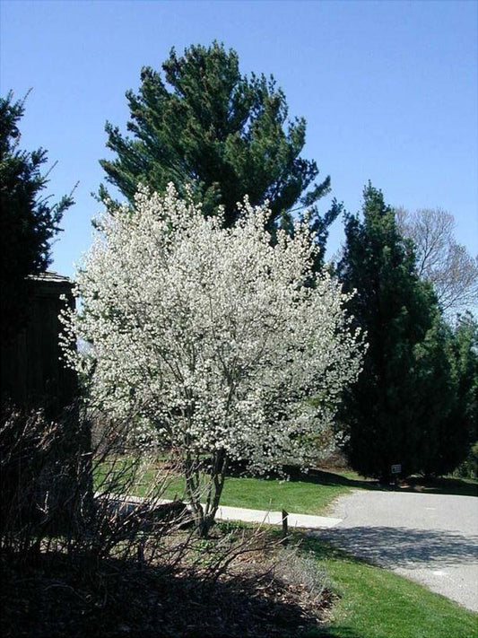 Amelanchier Grandiflora Robin Hill Single Stem - View 1 from www redcrocus com