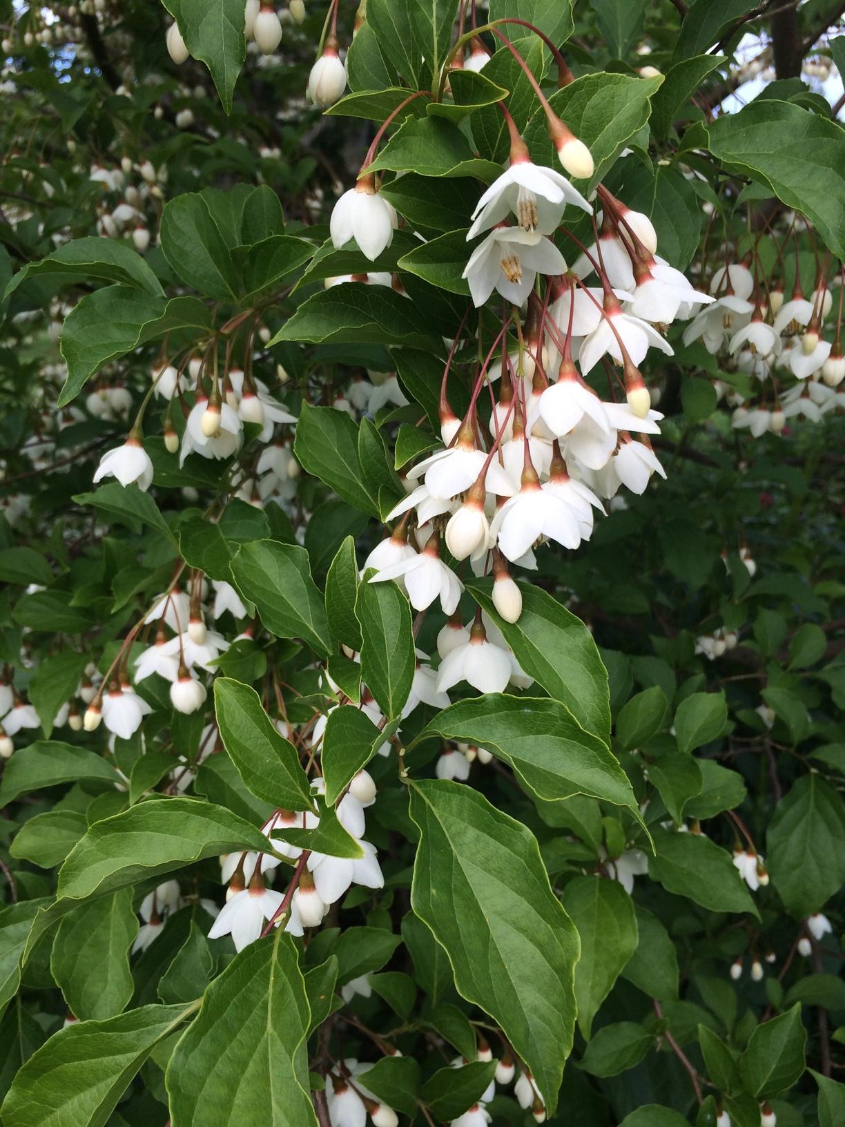 Styrax Japonicus - View 10 from www redcrocus com
