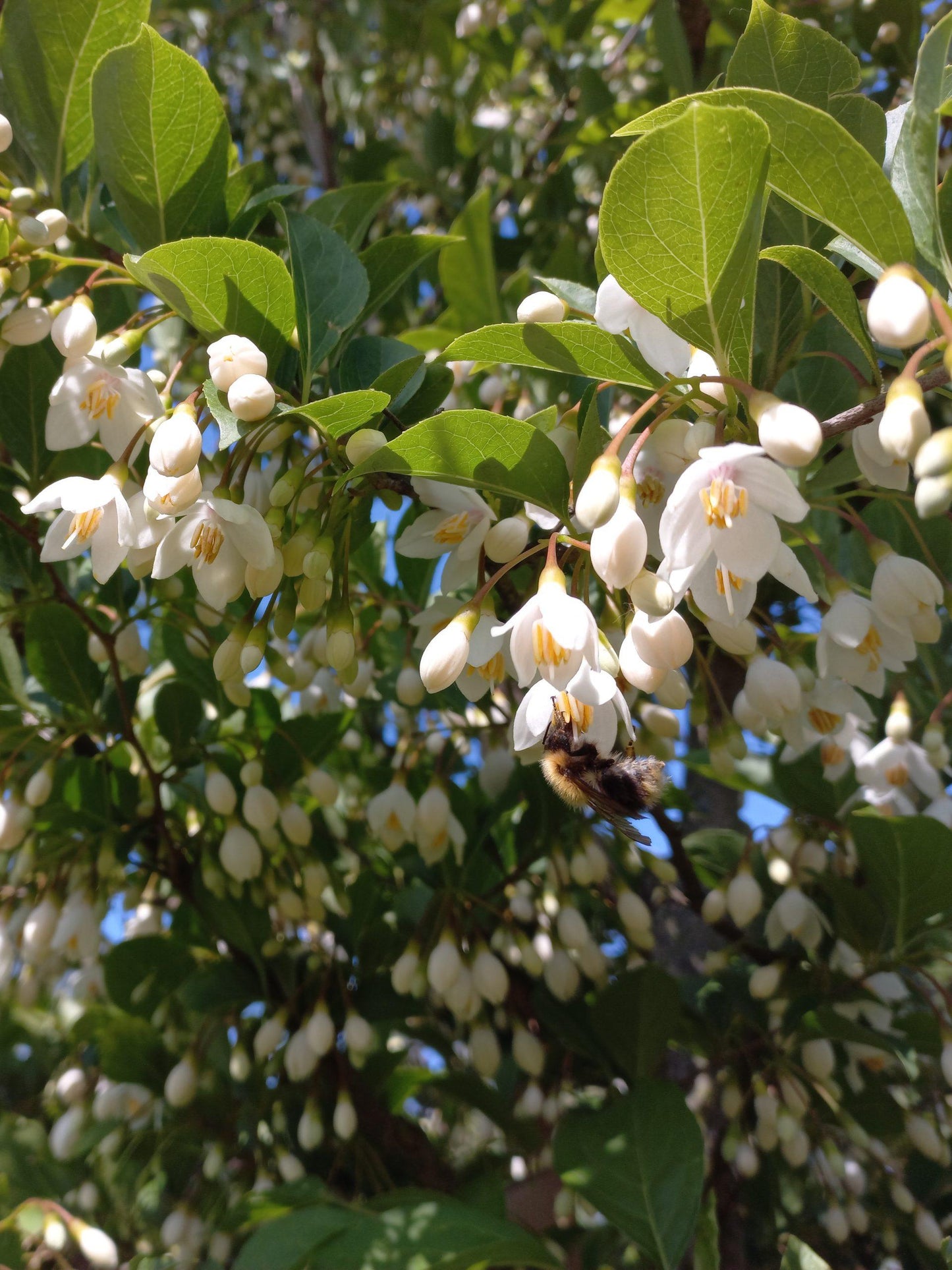 Styrax Japonicus - View 11 from www redcrocus com