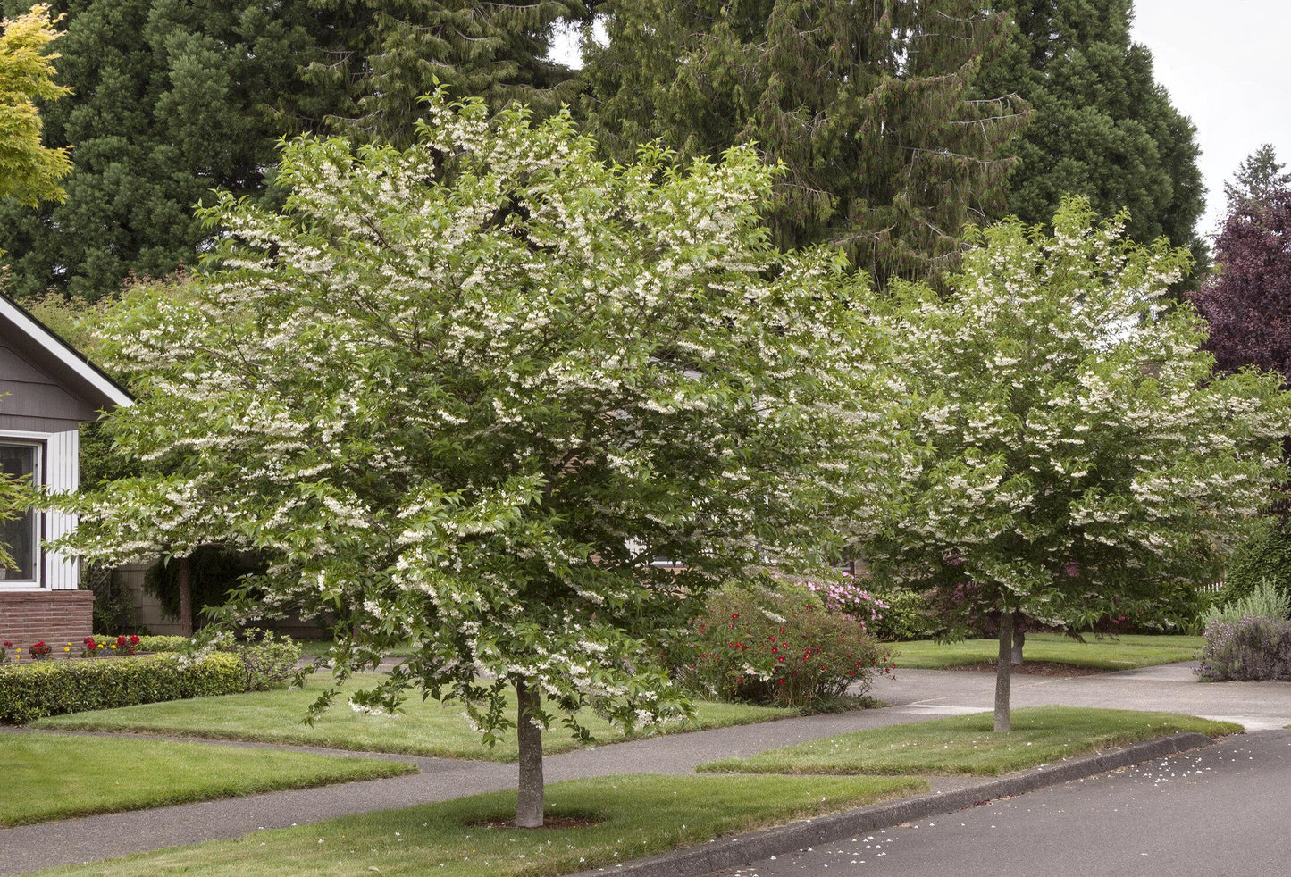 Styrax Japonicus - View 13 from www redcrocus com