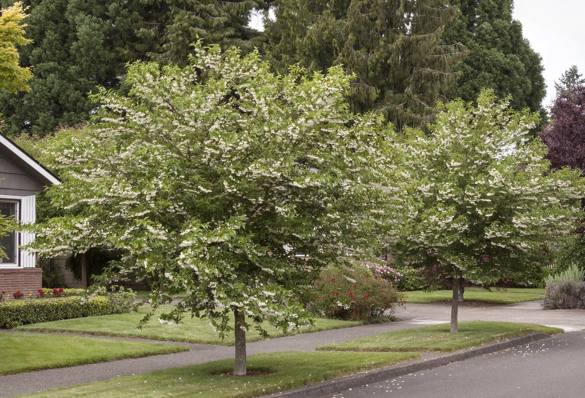 Styrax Japonicus - View 13 from www redcrocus com