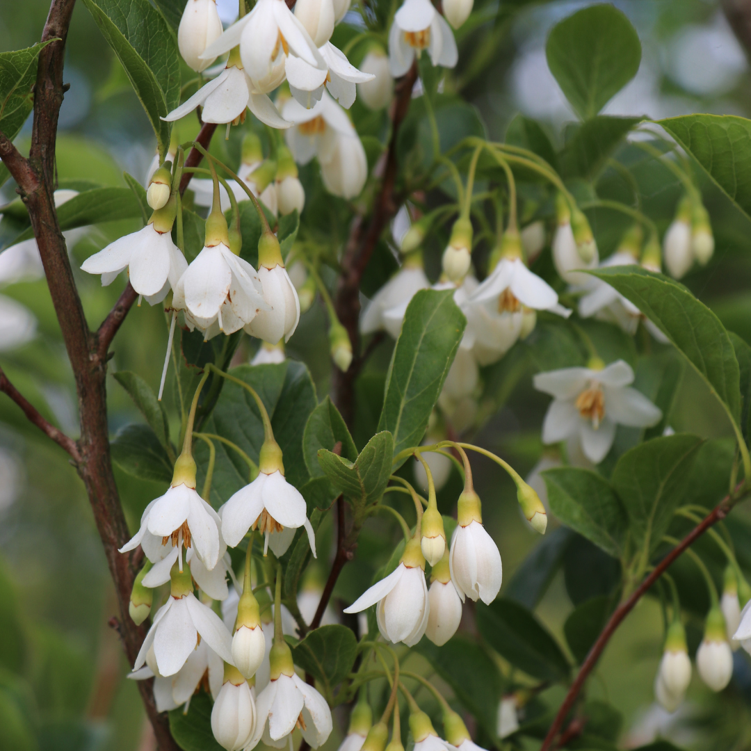 Styrax Japonicus - View 14 from www redcrocus com