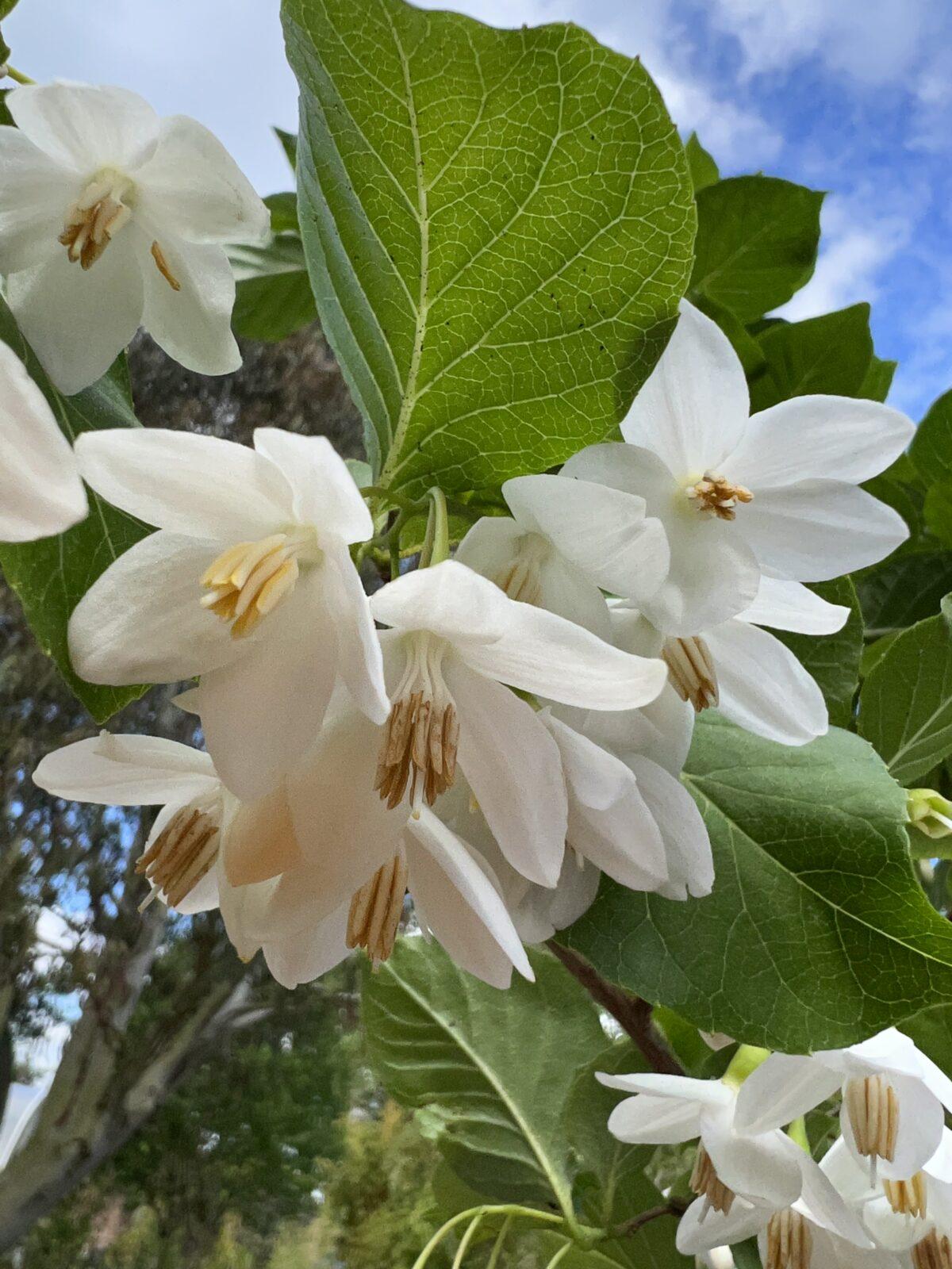 Styrax Japonicus - View 16 from www redcrocus com