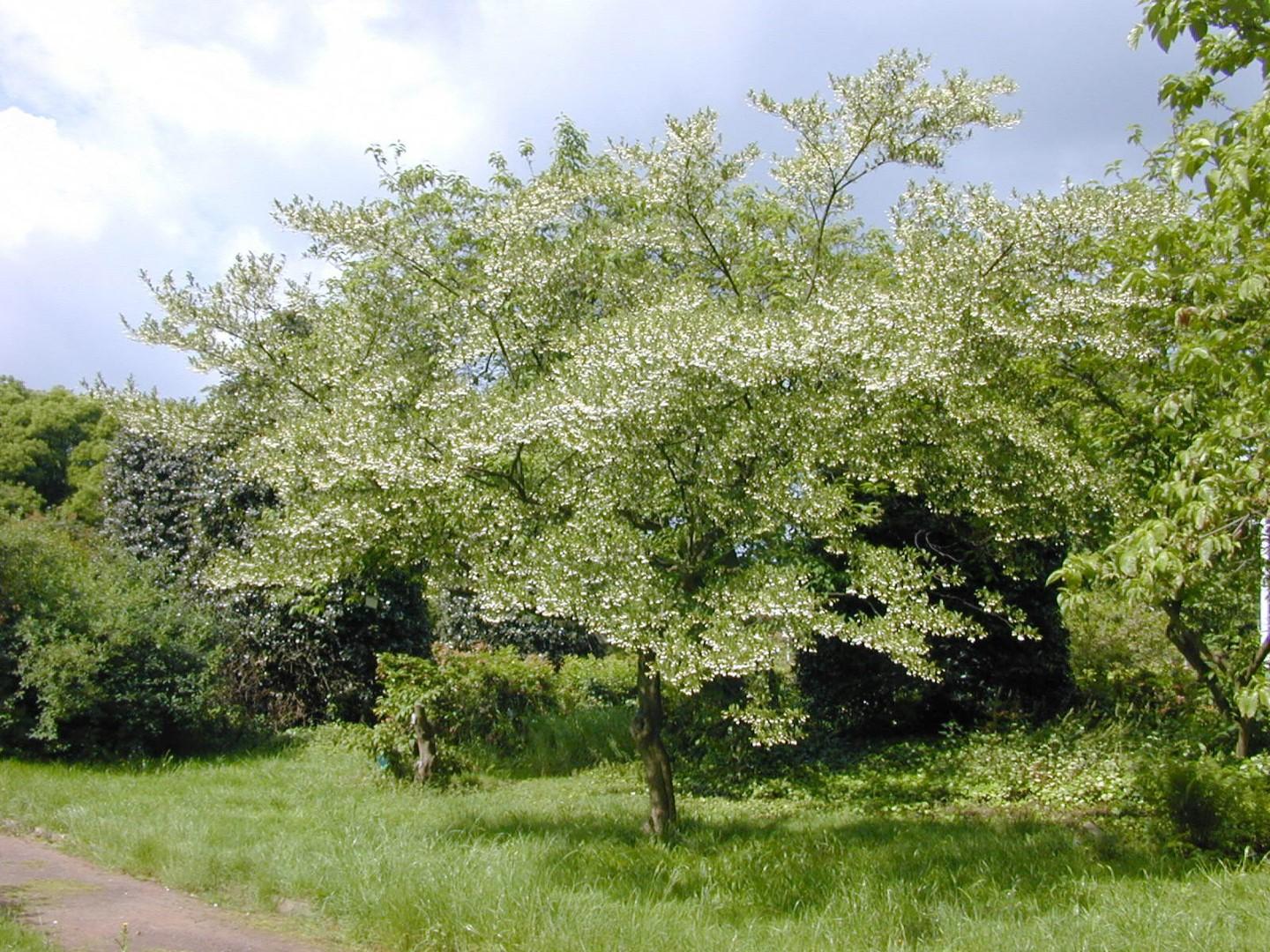 Styrax Japonicus - View 2 from www redcrocus com