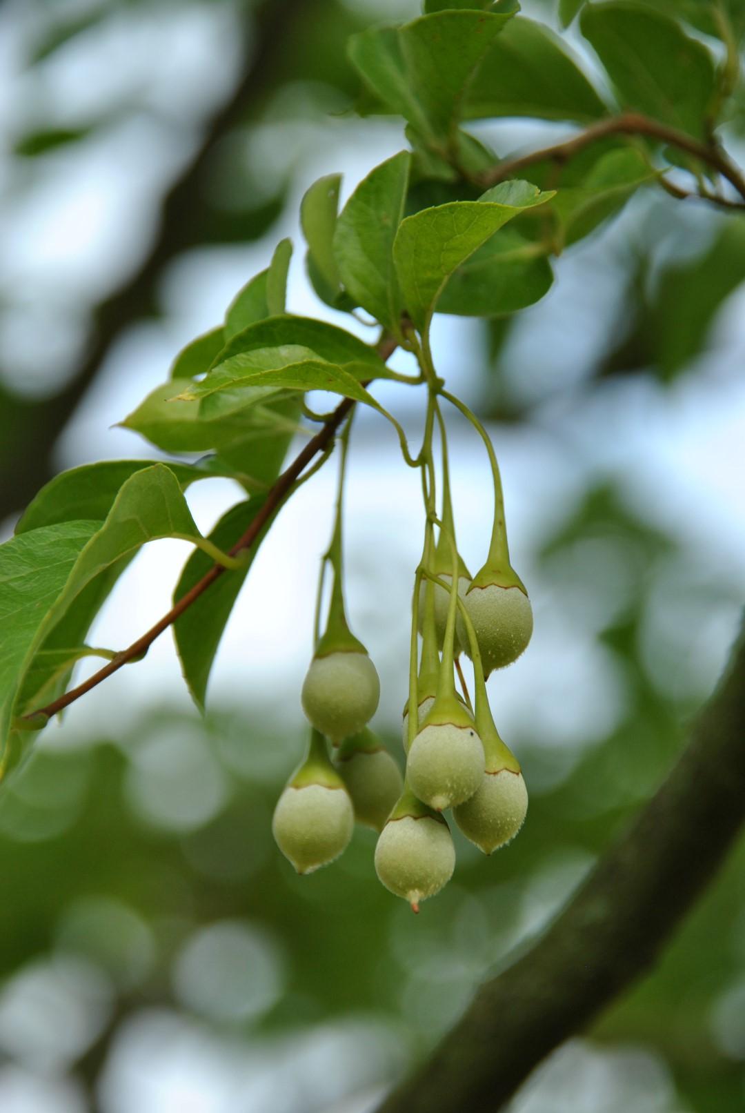 Styrax Japonicus - View 3 from www redcrocus com