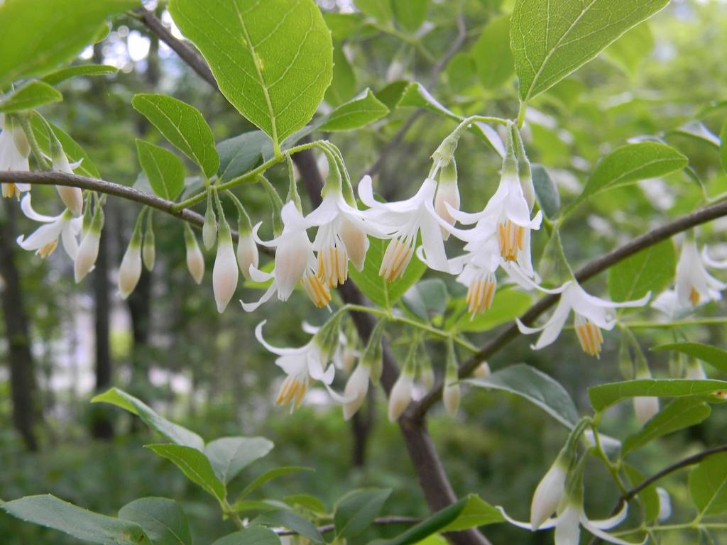 Styrax Japonicus - View 8 from www redcrocus com