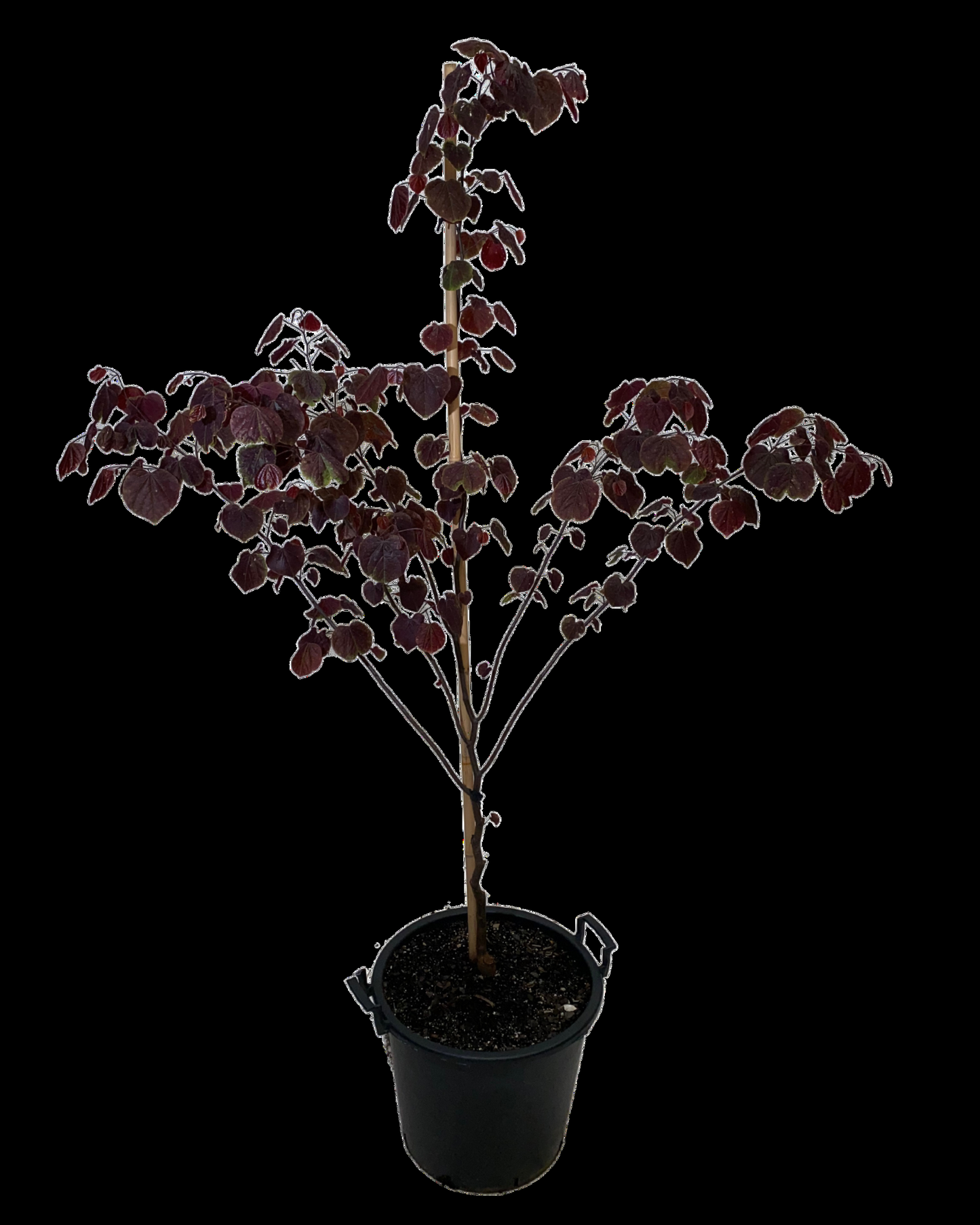 Cercis Canadensis Forest Pansy Single Stem - View 13 from www redcrocus com