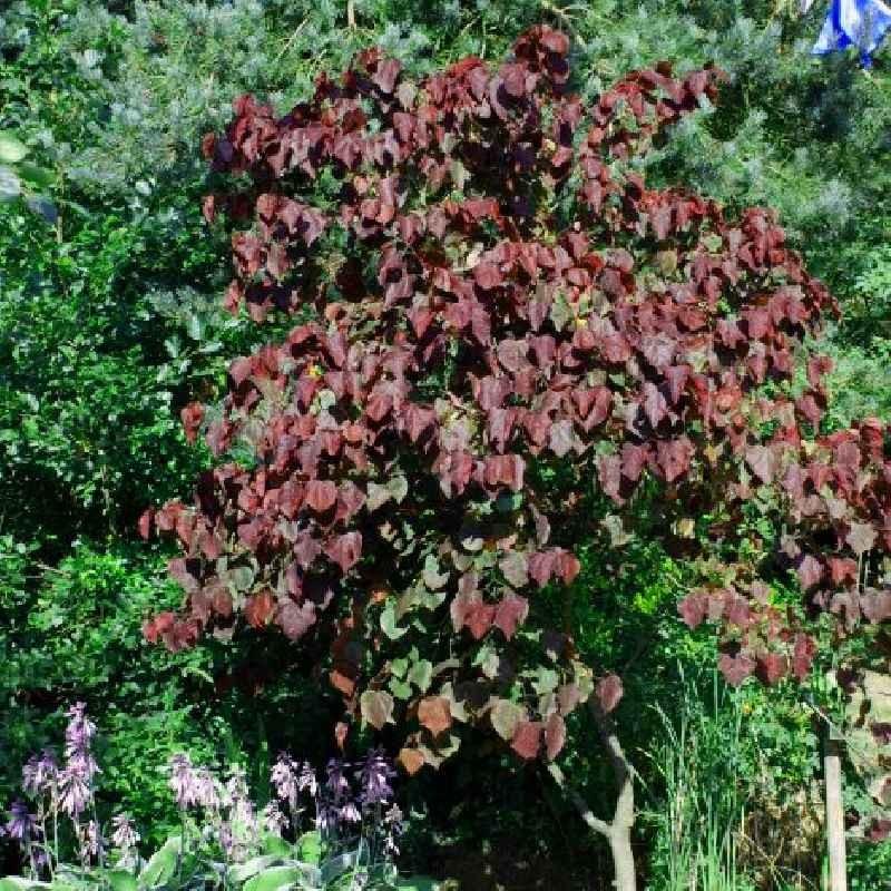 Cercis Canadensis Forest Pansy Single Stem - View 15 from www redcrocus com