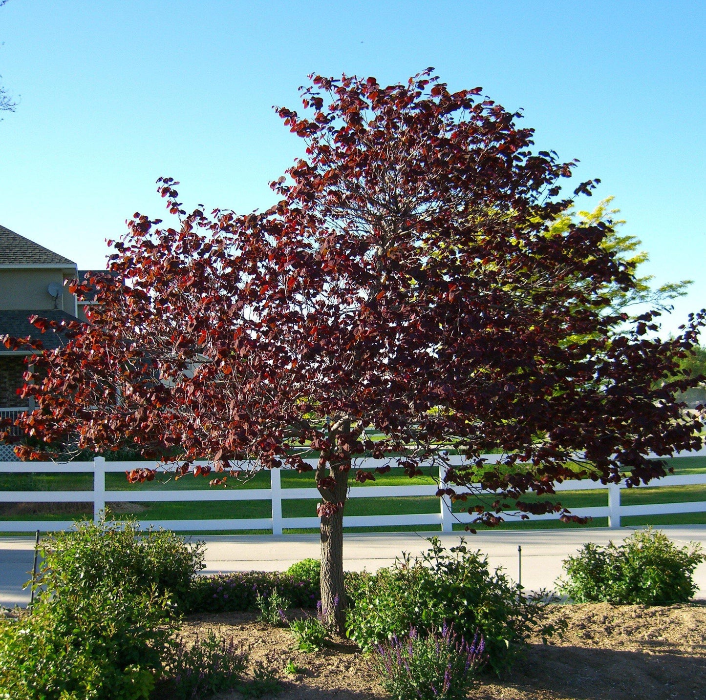 Cercis Canadensis Forest Pansy Single Stem - View 16 from www redcrocus com