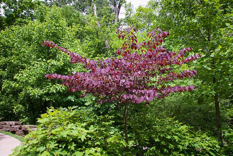 Cercis Canadensis Forest Pansy Single Stem - View 18 from www redcrocus com