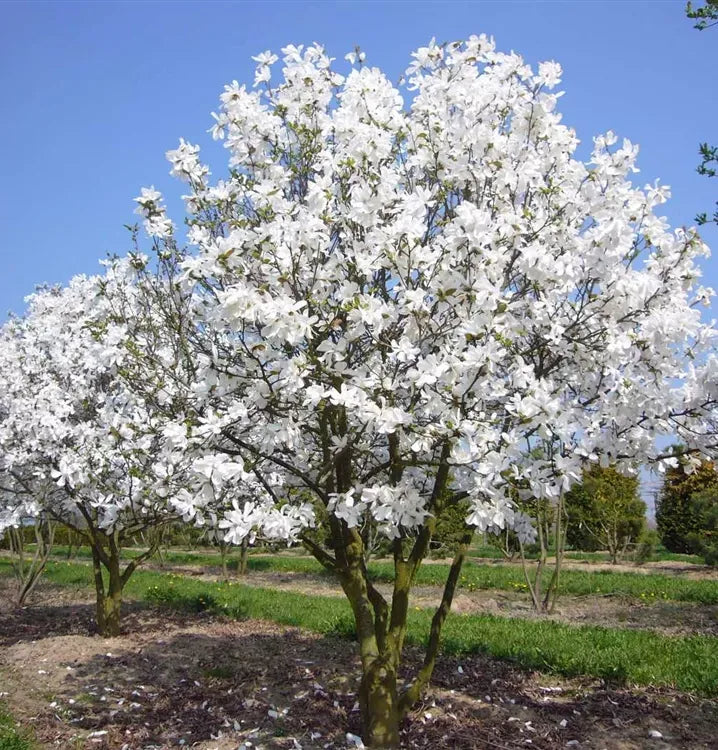 Magnolia Loebneri 'merrill' Multi Stem - View 11 from www redcrocus com