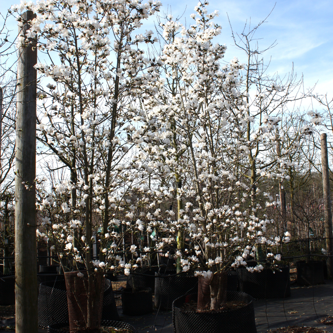 Magnolia Loebneri 'merrill' Multi Stem - View 14 from www redcrocus com