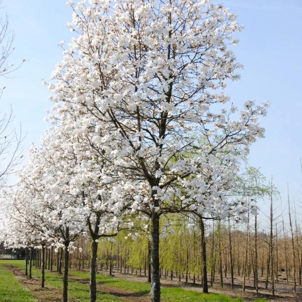 Magnolia Loebneri 'merrill' Multi Stem - View 19 from www redcrocus com