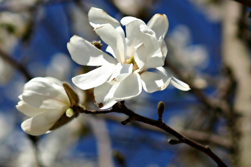 Magnolia Loebneri 'merrill' Multi Stem - View 20 from www redcrocus com