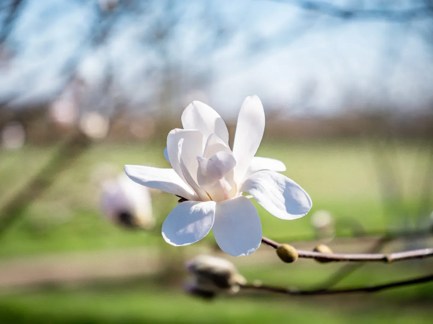Magnolia Loebneri 'merrill' Multi Stem - View 25 from www redcrocus com